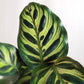 Peacock Plant - Live Plant in a 6 Inch Pot - Calathea Makoyana- Beautiful Easy to Grow Air Purifying Indoor Plant