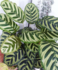 Peacock Plant - Live Plant in a 6 Inch Pot - Calathea Makoyana- Beautiful Easy to Grow Air Purifying Indoor Plant