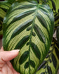 Peacock Plant - Live Plant in a 6 Inch Pot - Calathea Makoyana- Beautiful Easy to Grow Air Purifying Indoor Plant