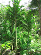 Pembana Palm - Live Plant in a 3 Gallon Growers Pot - Dypsis Pembana - Extremely Rare Ornamental Palms of Florida
