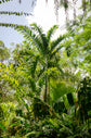 Pembana Palm - Live Plant in a 1 Gallon Growers Pot - Dypsis Pembana - Extremely Rare Ornamental Palms of Florida