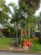Pembana Palm - Live Plant in a 3 Gallon Growers Pot - Dypsis Pembana - Extremely Rare Ornamental Palms of Florida