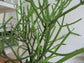 Pencil Cactus - Live Plant in a 10 Inch Pot - Euphorbia Tirucalli - Beautiful Indoor Outdoor Succulent Houseplant