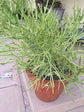 Pencil Cactus - Live Plant in a 10 Inch Pot - Euphorbia Tirucalli - Beautiful Indoor Outdoor Succulent Houseplant