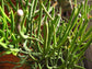 Pencil Cactus - Live Plant in an 8 Inch Pot - Euphorbia Tirucalli - Beautiful Indoor Succulent Houseplant