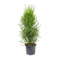 Pencil Cactus - Live Plant in a 10 Inch Pot - Euphorbia Tirucalli - Beautiful Indoor Outdoor Succulent Houseplant