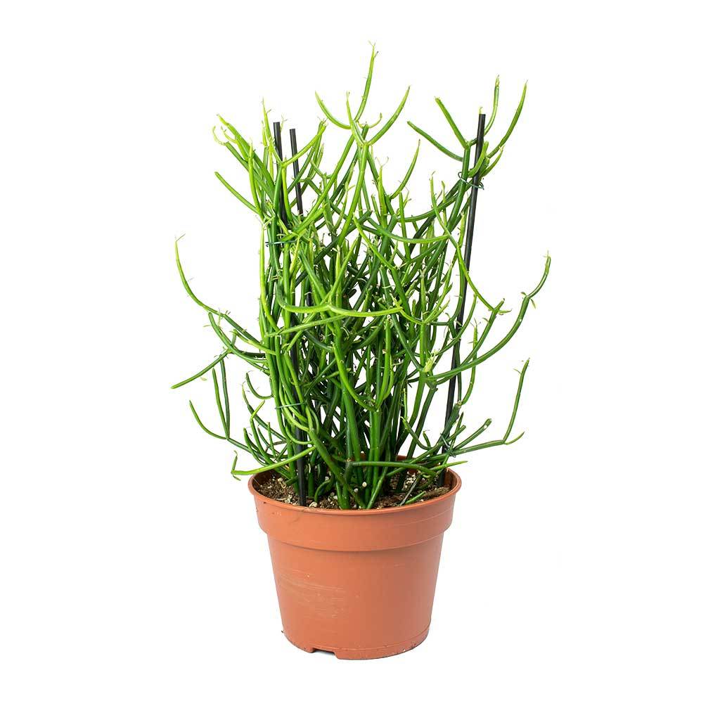 pencil cactus succulent Pencil Cactus - Live Plant in a 4 Inch Pot - Euphorbia Tirucalli
