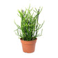 Pencil Cactus - Live Plant in a 4 Inch Pot - Euphorbia Tirucalli - Beautiful Indoor Succulent Houseplant