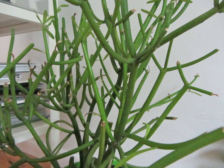 pencil cactus height Pencil Cactus - Live Plant in a 6 Inch Pot - Euphorbia Tirucalli
