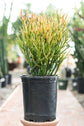 Pencil Cactus - Live Plant in a 6 Inch Pot - Euphorbia Tirucalli - Beautiful Indoor Outdoor Succulent Houseplant