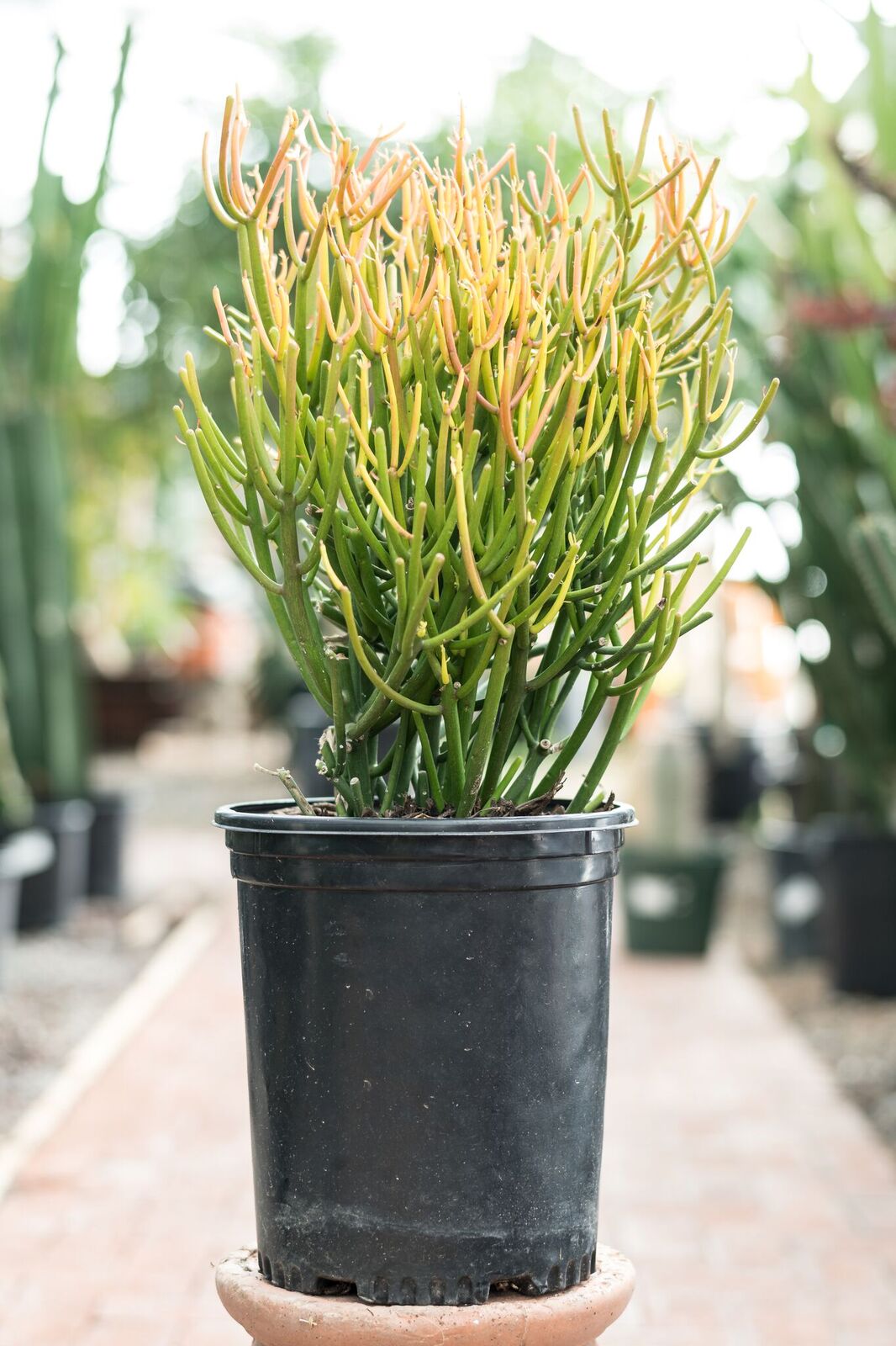 where to buy pencil cactus Pencil Cactus - Live Plant in a 6 Inch Pot - Euphorbia Tirucalli