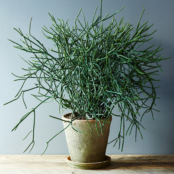 pencil cactus family Pencil Cactus - Live Plant in a 6 Inch Pot - Euphorbia Tirucalli