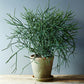 Pencil Cactus - Live Plant in a 6 Inch Pot - Euphorbia Tirucalli - Beautiful Indoor Outdoor Succulent Houseplant