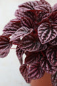 Peperomia Schumi Red - Live Plant in a 4 Inch Pot - Peperomia Caperata Schumi Red - Beautiful Clean Air Indoor Plant