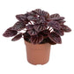 Peperomia Schumi Red - Live Plant in a 4 Inch Pot - Peperomia Caperata Schumi Red - Beautiful Clean Air Indoor Plant