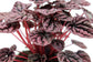 Peperomia Schumi Red - Live Plant in a 4 Inch Pot - Peperomia Caperata Schumi Red - Beautiful Clean Air Indoor Plant