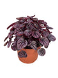 Peperomia Schumi Red - Live Plant in a 4 Inch Pot - Peperomia Caperata Schumi Red - Beautiful Clean Air Indoor Plant