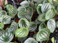 Peperomia Watermelon - Live Plant in a 4 Inch Pot - Peperomia Argyreia - Beautiful Air Purifying Indoor Houseplant