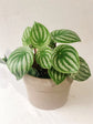 Peperomia Watermelon - Live Plant in a 4 Inch Pot - Peperomia Argyreia - Beautiful Air Purifying Indoor Houseplant