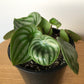 Peperomia Watermelon - Live Plant in a 4 Inch Pot - Peperomia Argyreia - Beautiful Air Purifying Indoor Houseplant