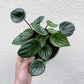 Peperomia Watermelon - Live Plant in a 4 Inch Pot - Peperomia Argyreia - Beautiful Air Purifying Indoor Houseplant