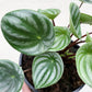 Peperomia Watermelon - Live Plant in a 4 Inch Pot - Peperomia Argyreia - Beautiful Air Purifying Indoor Houseplant