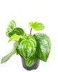 Peperomia Watermelon - Live Plant in a 4 Inch Pot - Peperomia Argyreia - Beautiful Air Purifying Indoor Houseplant