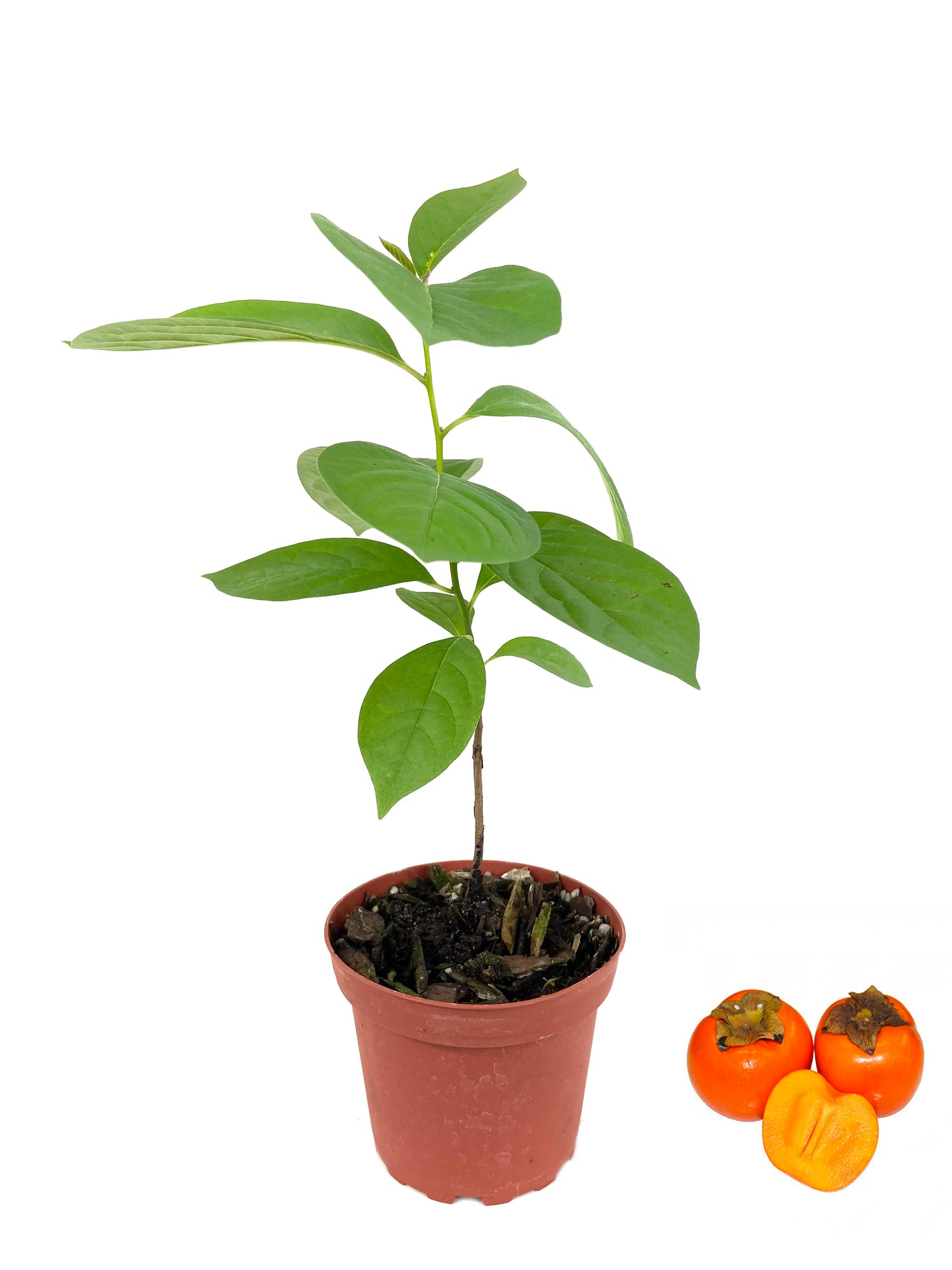 persimmon plant in pot Persimmon Tree - Live Plant in a 4 Inch Pot - Diospyros Virginiana