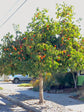 Persimmon Tree - Live Plant in a 4 Inch Pot - Diospyros Virginiana - Edible Fruit Tree from Florida