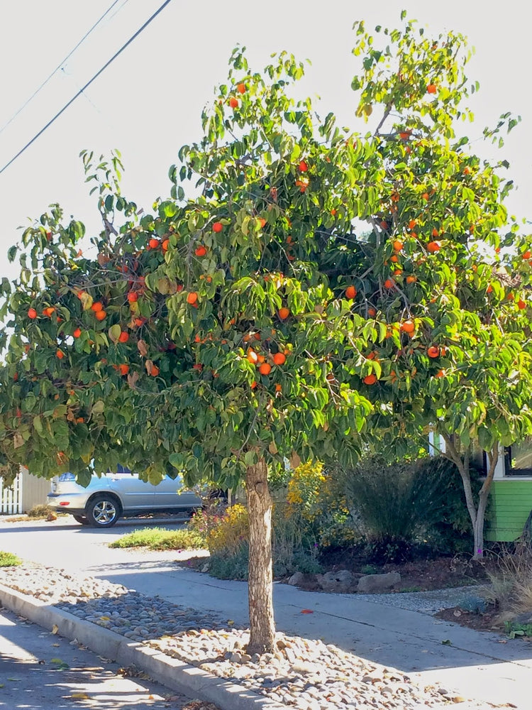 persimmon tree live plant in a 4 inch pot Persimmon Tree - Live Plant in a 4 Inch Pot - Diospyros Virginiana