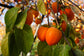 Persimmon Tree - Live Plant in a 4 Inch Pot - Diospyros Virginiana - Edible Fruit Tree from Florida