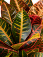 Croton Petra - Live Plant in a 6 Inch Pot - Codiaeum Variegatum &