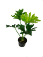 Cut-Leaf Philodendron - Live Plant in a 6 Inch Pot - Philodendron Selloum - Slow Growing Evergreen Indoor or Outdoor Houseplant
