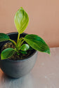 Philodendron Birkin Hanging Basket - Live Plant in a 4 Inch Hanging Pot - Philodendron Hybrid - Extremely Rare Indoor Air Purifying Houseplant