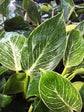 Philodendron Birkin Hanging Basket - Live Plant in a 4 Inch Hanging Pot - Philodendron Hybrid - Extremely Rare Indoor Air Purifying Houseplant
