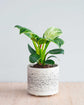 Philodendron Birkin Hanging Basket - Live Plant in a 4 Inch Hanging Pot - Philodendron Hybrid - Extremely Rare Indoor Air Purifying Houseplant