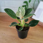 Philodendron Birkin Hanging Basket - Live Plant in a 4 Inch Hanging Pot - Philodendron Hybrid - Extremely Rare Indoor Air Purifying Houseplant
