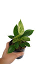 Philodendron Birkin Hanging Basket - Live Plant in a 4 Inch Hanging Pot - Philodendron Hybrid - Extremely Rare Indoor Air Purifying Houseplant