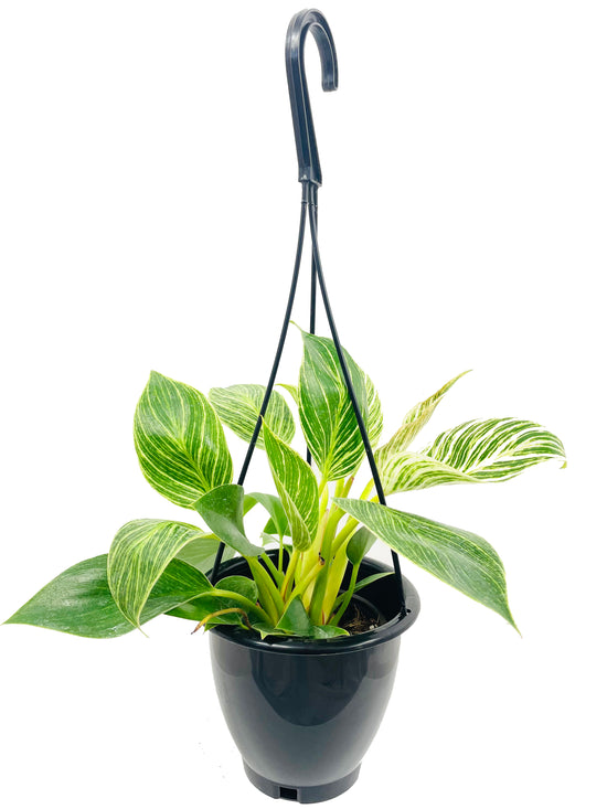 Philodendron Birkin Hanging Basket - Live Plant in a 4 Inch Hanging Pot - Philodendron Hybrid - Extremely Rare Indoor Air Purifying Houseplant