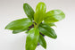 Philodendron Eva - Live Plant in a 4 Inch Growers Pot - Philodendron &