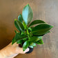 Philodendron Green Princess - Live Plant in a 4 Inch Growers Pot - Philodendron &