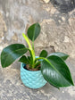 Philodendron Green Princess - Live Plant in a 4 Inch Growers Pot - Philodendron &