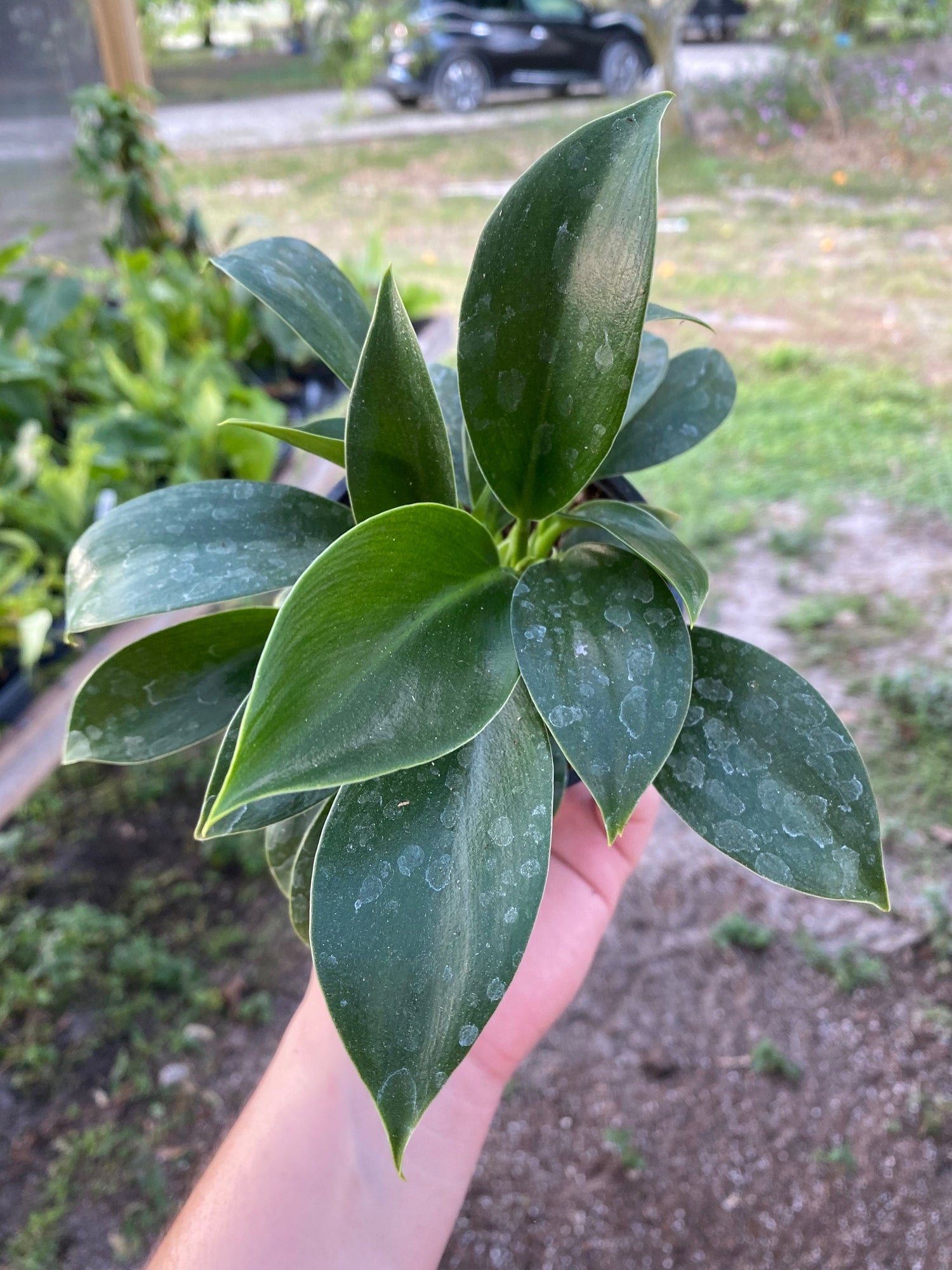 philodendron mia hybrid Philodendron Mia - Live Plant in a 4 Inch Growers Pot - Philodendron 'Mia'