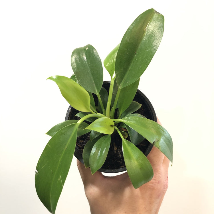 philodendron mia hybrid Philodendron Mia - Live Plant in a 4 Inch Growers Pot - Philodendron 'Mia'