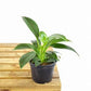 Philodendron Mia - Live Plant in a 4 Inch Growers Pot - Philodendron &