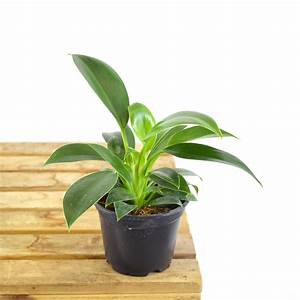 philodendron mia care Philodendron Mia - Live Plant in a 4 Inch Growers Pot - Philodendron 'Mia'