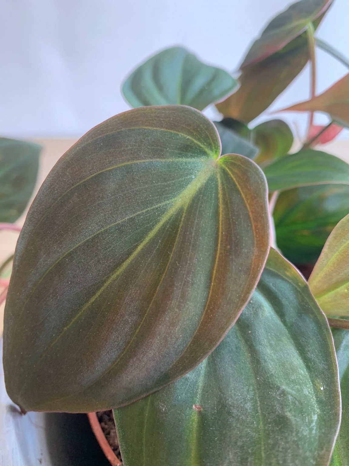 philodendron micans hanging Wekiva Foliage Philodendron Micans Hanging Basket Live Plant in 4 in. Hanging Pot Philodendron Micans Florist Quality Indoor