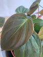 Philodendron Micans - Live Plant in a 4 Inch Growers Pot - Philodendron &