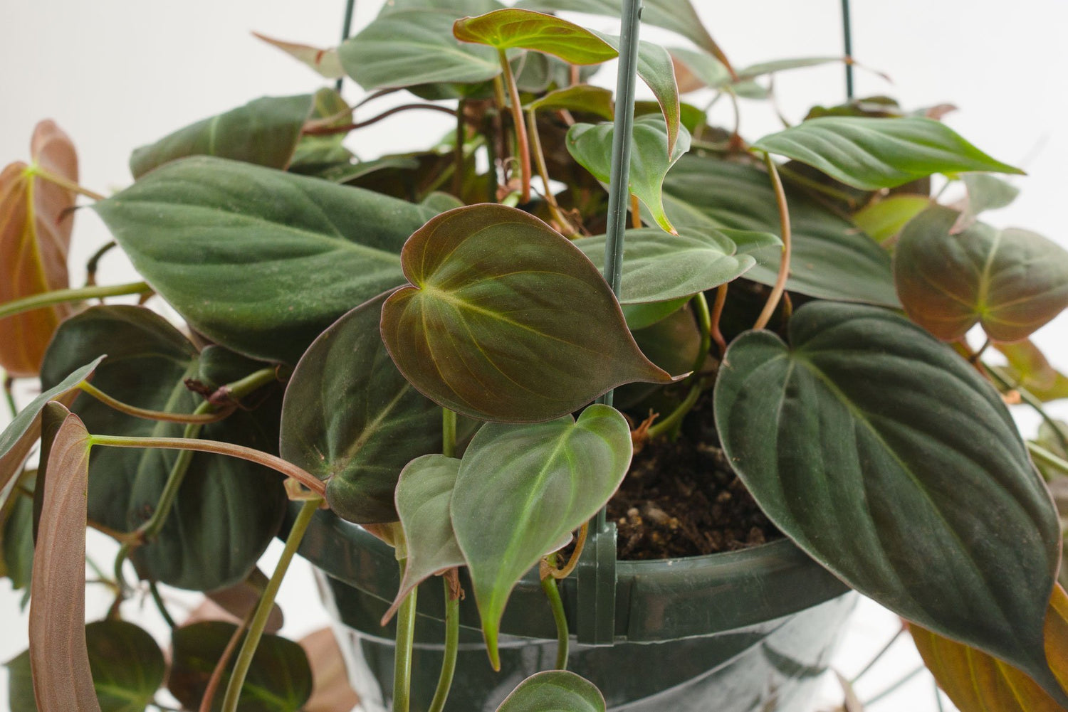 philodendron micans hanging basket Philodendron Micans Hanging Basket