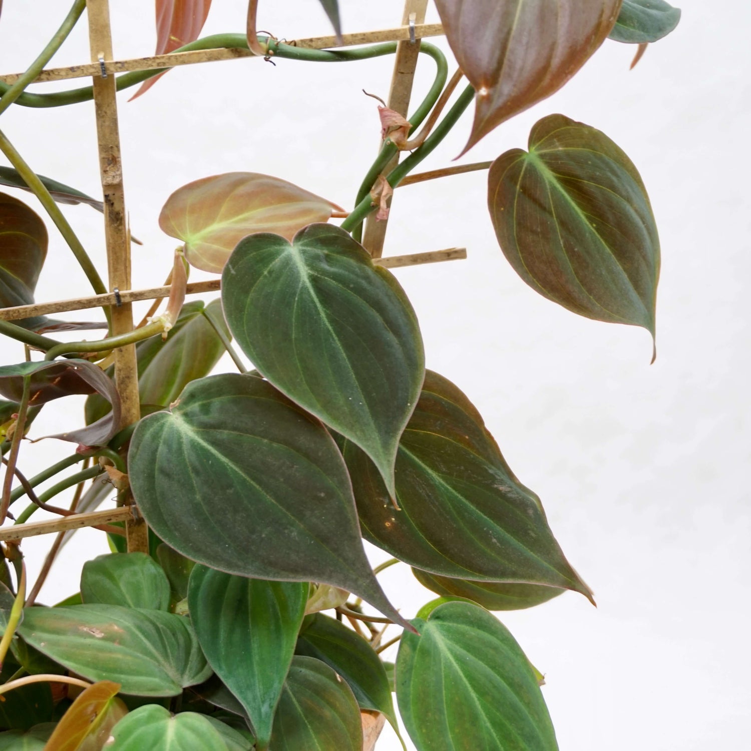 mica philodendron Philodendron Micans - Live Plant in a 4 Inch Growers Pot